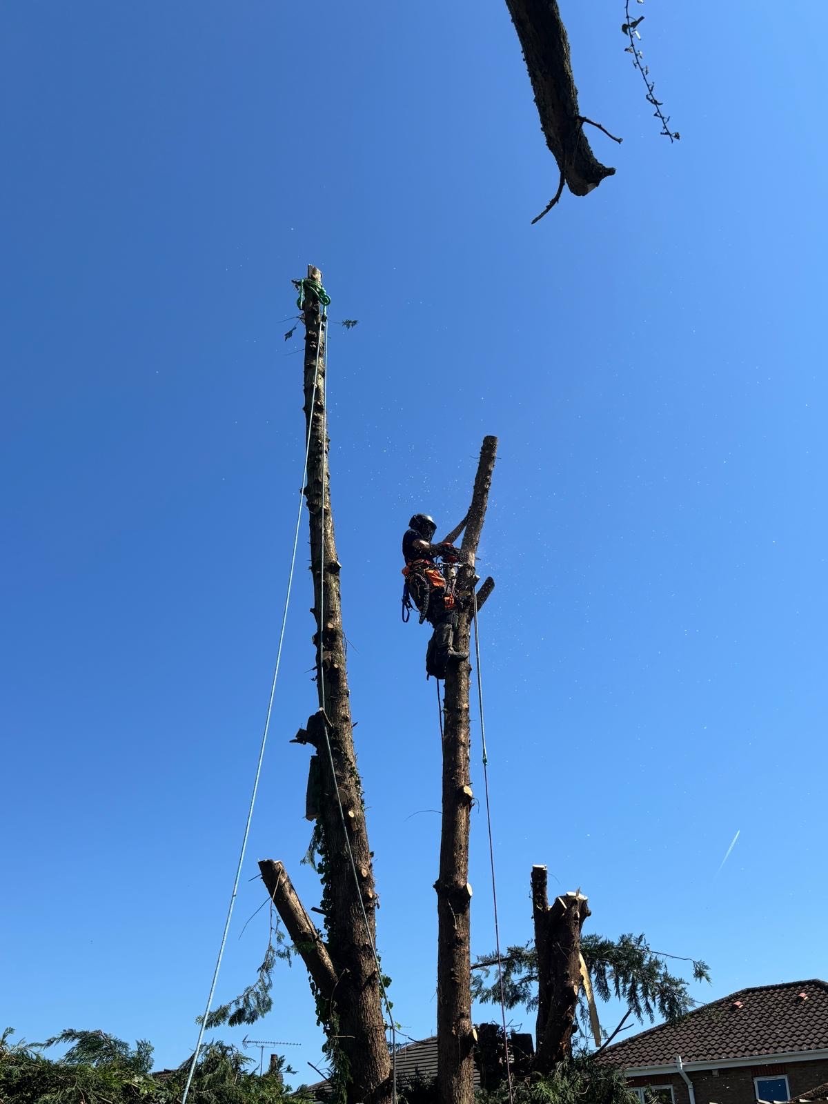 Professional tree removal, Driffield, East Yorkshire.
