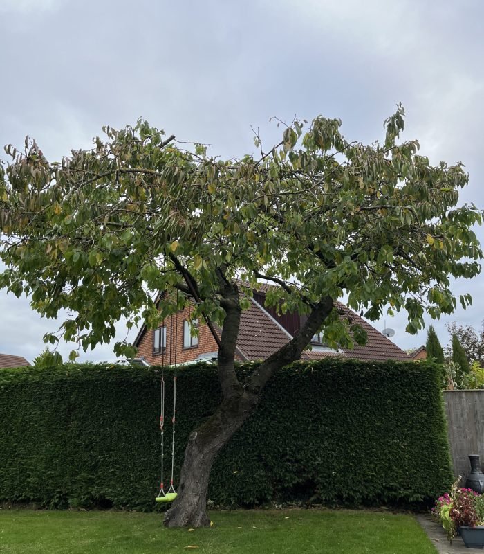 Tree Pruning Service in Driffield-1