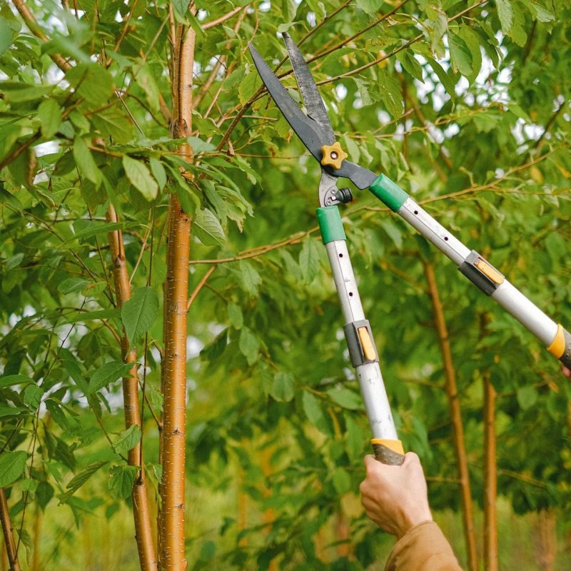 Tree Pruning Service in Driffield