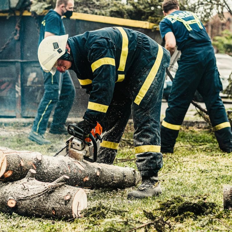 Tree felling and removal services (1)