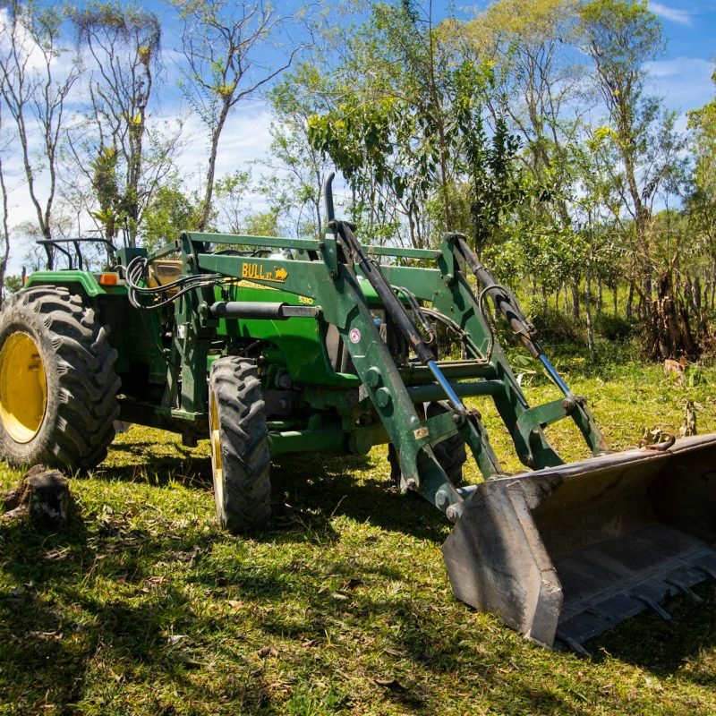 Tree felling and removal services (2)