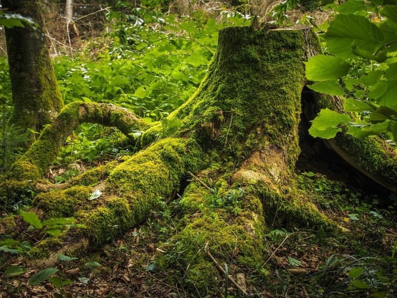 tree-stump-2825234_1280.jpg